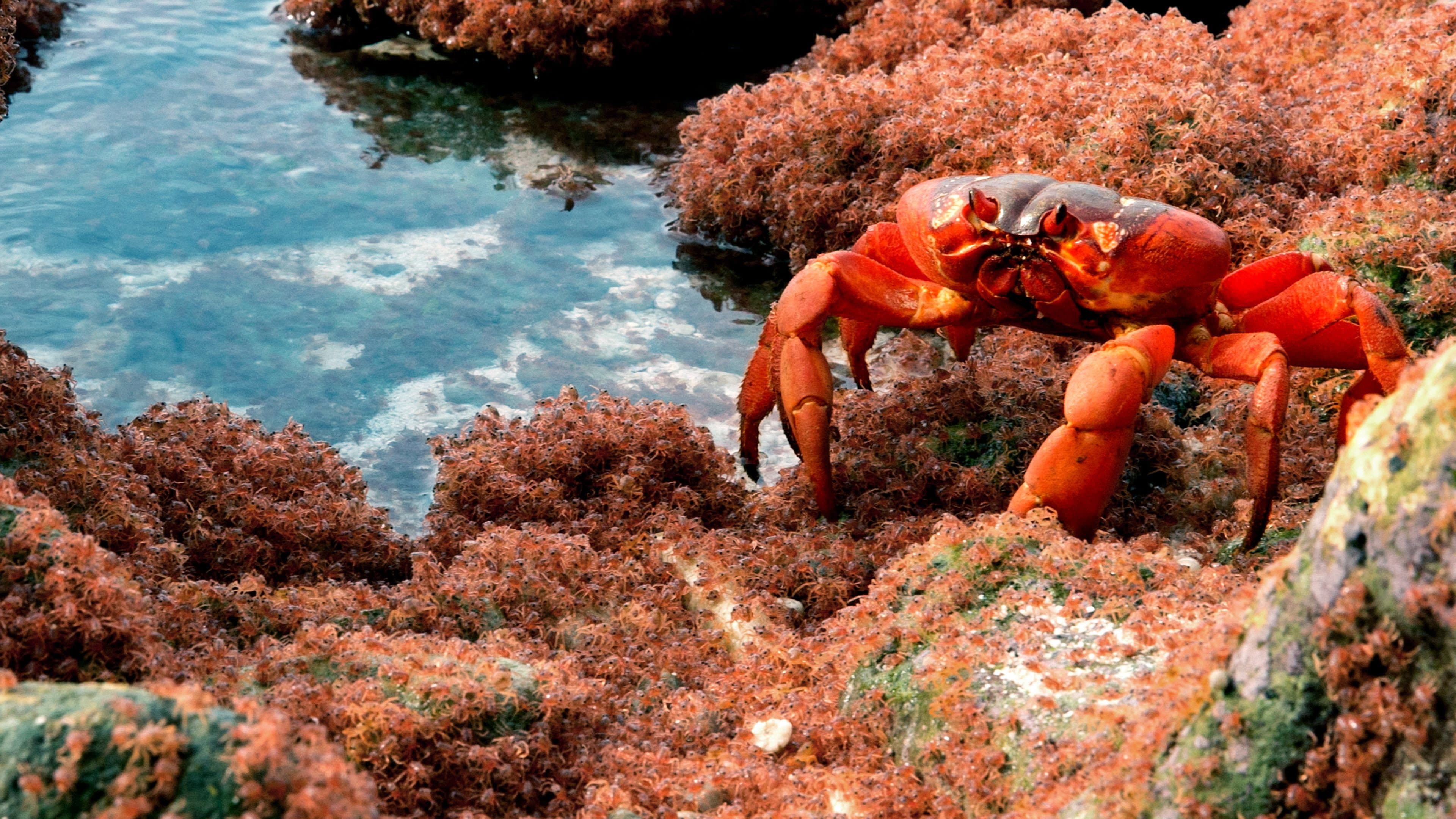 The Giant Robber Crab backdrop