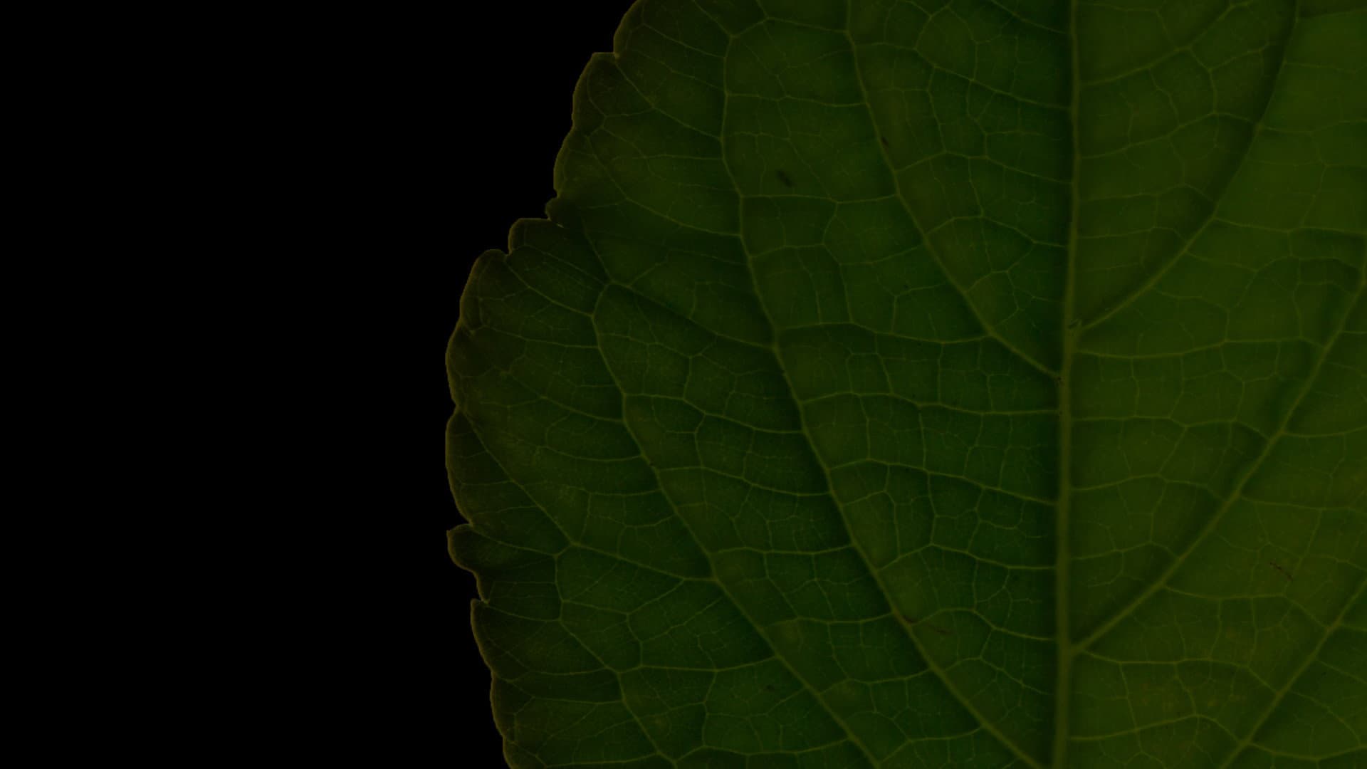 Salvia Divinorum: A Western Approach backdrop