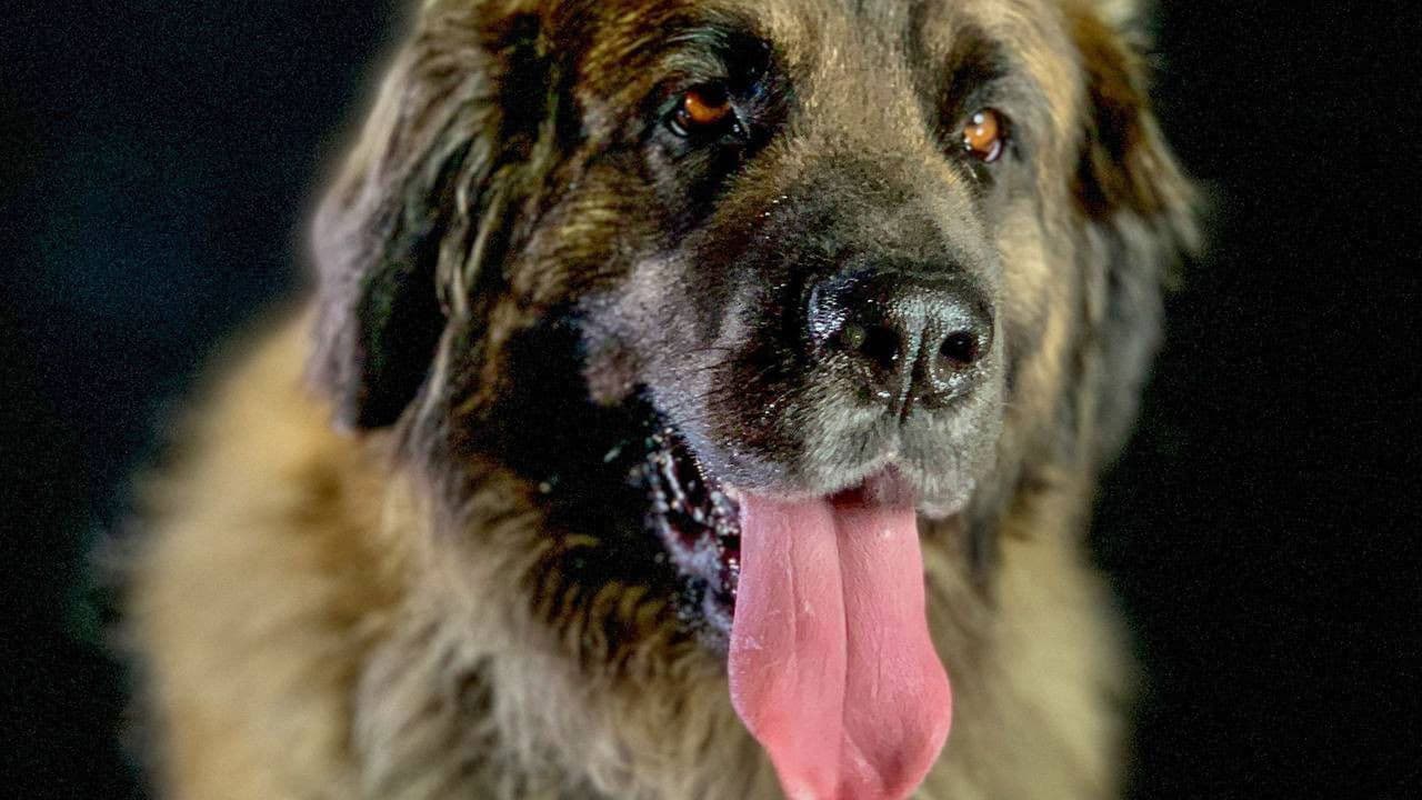 How dogs conquered the world backdrop