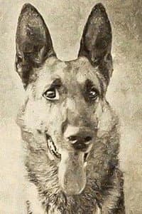 Thunder the Dog