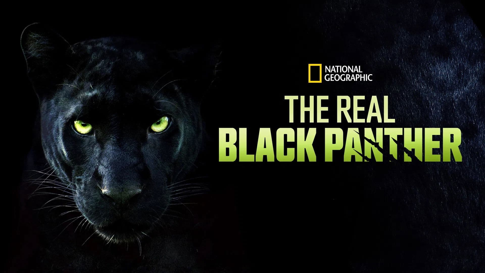 The Real Black Panther backdrop