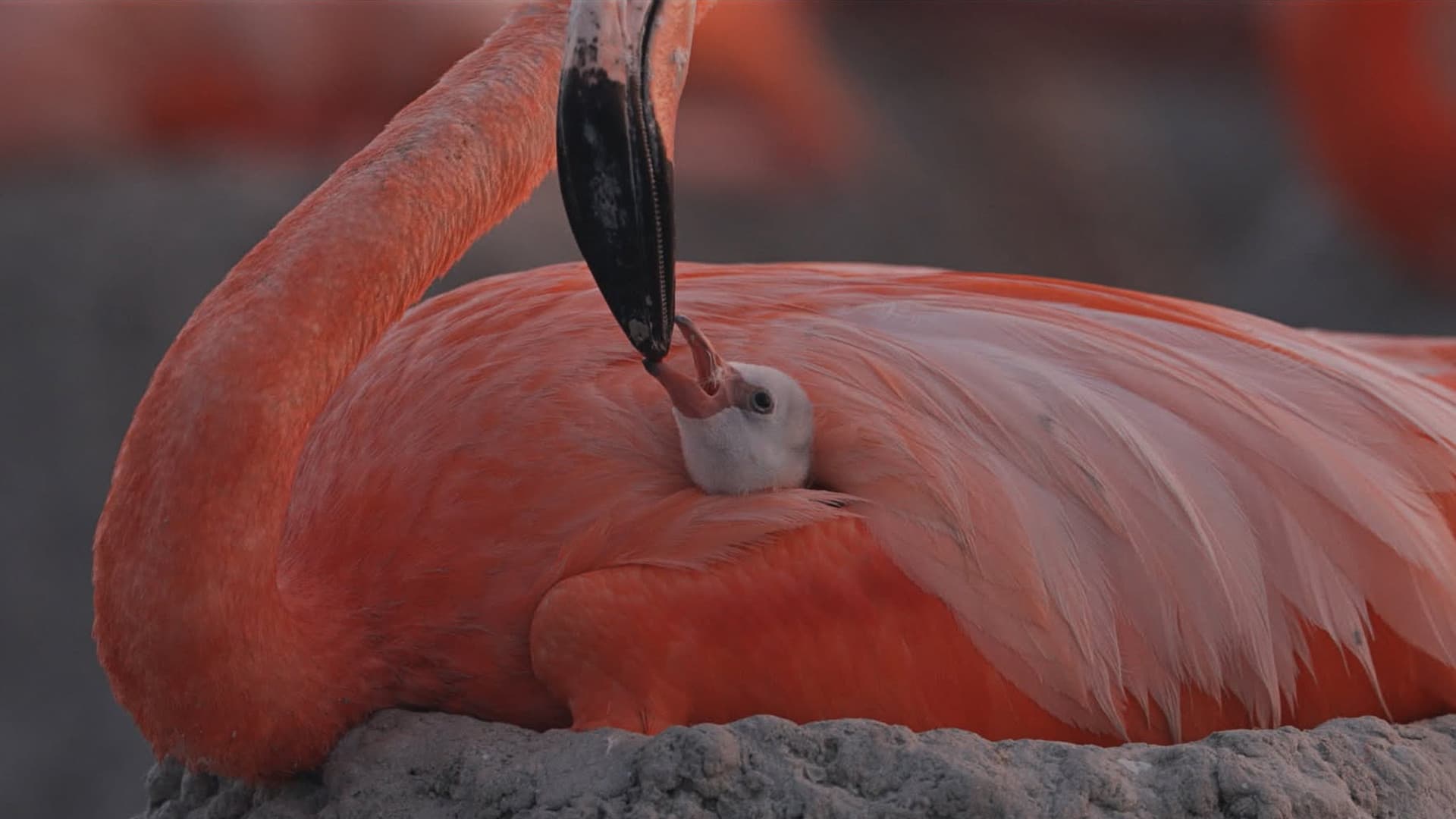 Flamingos: Life After the Meteorite backdrop