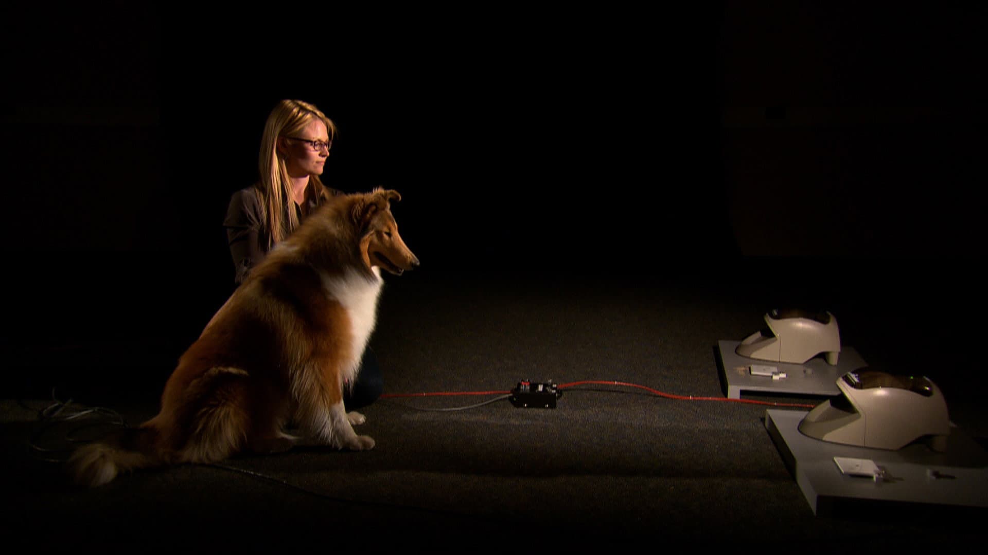 A Dog's Life backdrop